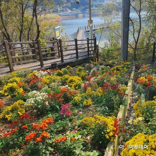 가을의 끝자락인 지난해 11월12일 힐링 관광명소로 각광받고 있는 고창읍 노동저수지 주변에 활짝핀 형형색색 국화꽃과 노동저수지 수상길이 관광객의 시선을 사로잡고 있다./신동준 기자
