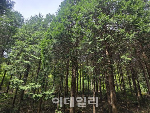 전남 순천의 백이산 편백숲 전경. (사진=박진환 기자)