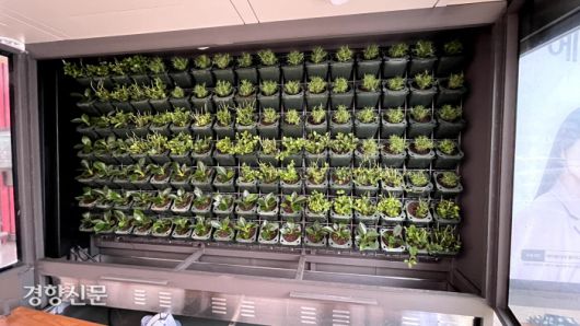 동대문디자인플라자(DDP) 앞 버스 정류장의 내부 모습. 벽면을 빼곡히 채운 작은 식물이 공기정화 기능을 한다. 한국건설기술연구원 제공