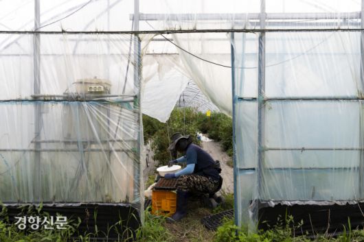 종수씨가 물에 불린 양배추 씨앗을 모판에 파종하고 있다.