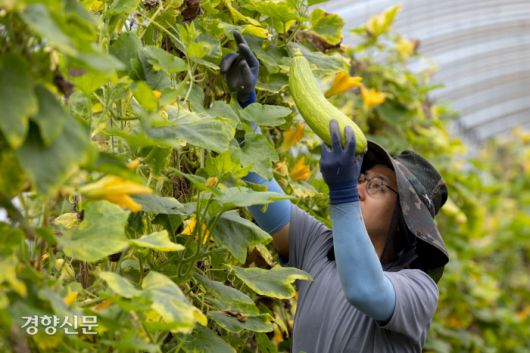 종수씨가 인큐비닐을 씌우지 않고 키운 애호박을 수확하고 있다.