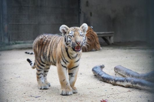 지난 4월 태어난 아기 시베리아 호랑이 해랑·파랑·사랑이가 11일부터 야외 방사장으로 나와 일반 관람객들을 만난다. 서울대공원 제공