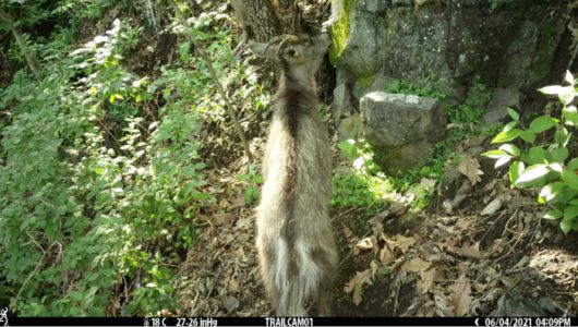 AWP영양풍력발전단지 사업 대상지 인근 주민들이 설치한 무인카메라에 포착된 산양. 이은주 의원실 제공