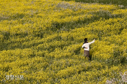 1일 제주도 서귀포시 유채꽃프라자에서 상춘객들이 봄을 만끽하고 있다. 문재원 기자