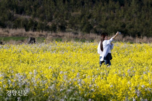 1일 제주도 서귀포시 유채꽃프라자에서 상춘객들이 봄을 만끽하고 있다. 문재원 기자