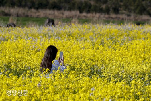 1일 제주도 서귀포시 유채꽃프라자에서 상춘객들이 봄을 만끽하고 있다. 문재원 기자