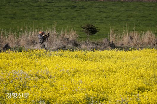 1일 제주도 서귀포시 유채꽃프라자에서 상춘객들이 봄을 만끽하고 있다. 문재원 기자