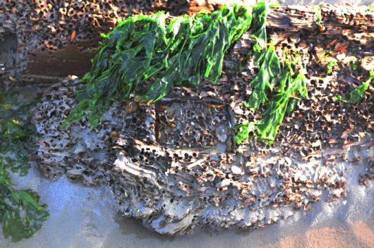 고선박으로 추정되는 선체의 일부 부재가 눈으로 확인된다. 국립해양문화재연구소 제공