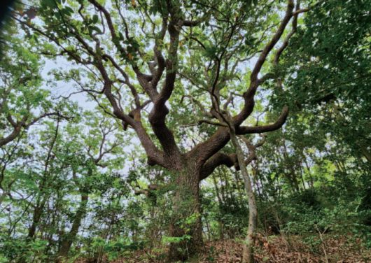 전남 신안군의 굴참나무. 신안군 제공