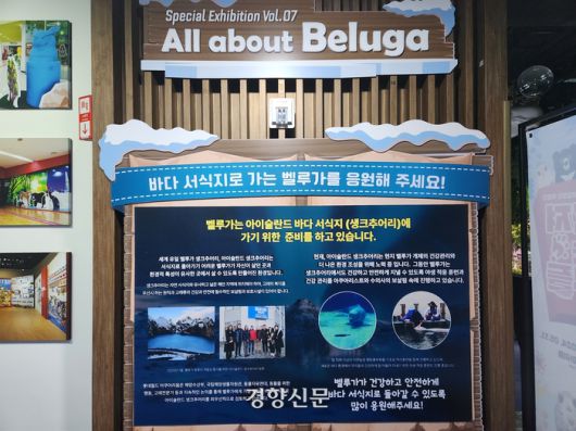12일 롯데아쿠아리움 지하1층 소개글엔 벨루가가 아이슬란드 바다 생크추어리에 간다는 내용의 소개글이 적혀있다. 오동욱 기자