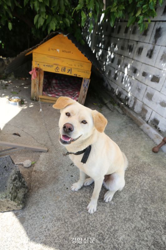 서점을 지키는 개 ‘순데기’. 이윤정 기자