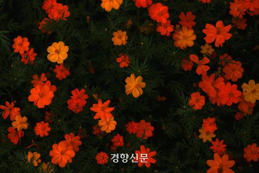 경향신문