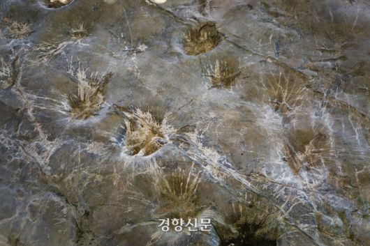 전냠 해남군 우항리에서 공룡들이 남긴 별 모양의 특별한 발자국이 있다. 해남군 제공.
