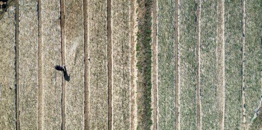 그을린 새싹 살아나라고…눈물 대신 뿌리는 영양제 1일 경북 의성군 신평면 용봉리에서 농민 오주석씨가 산불 열기에 줄기가 그을린 마늘 싹에 영양제를 뿌리고 있다. 의성 | 권도현 기자 lightroad@kyunghyang.com