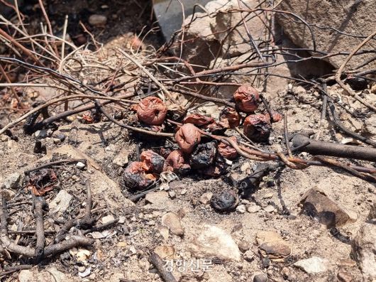 창고에 저장 중이던 사과들이 불에 탄 채 밭으로 쏟아져 나와 있다. 이호준 기자