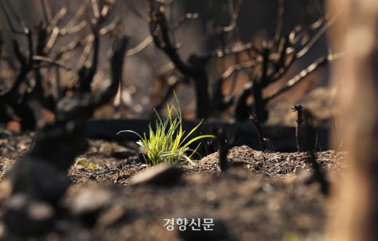 2022년 동해안 산불이 발생한 지 한 달이 지난 시점, 경북 울진군 나곡리 일대 야산의 새까맣게 그을린 땅에서 풀이 돋아나고 있다. 울진/강윤중 기자