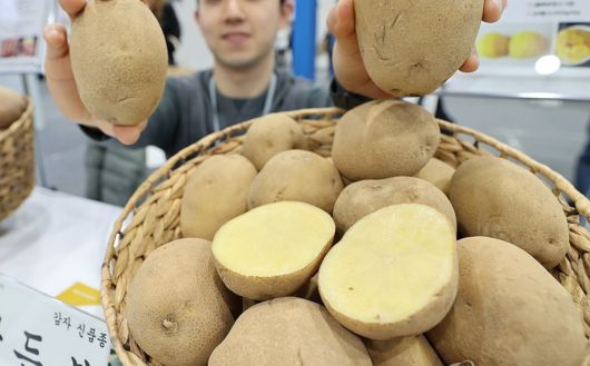 농촌진흥청이 개발한 신품종 골든볼.   연합뉴스