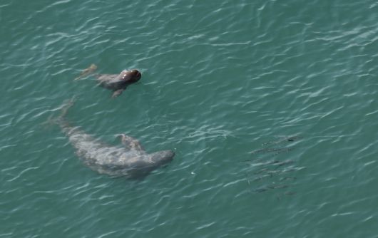 새끼와 어미가 먹이를 추적하는 모습. 2025. 4. 29. 한려해상국립공원