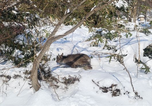 2년 전 겨울 폭설에 탈진한 채 발견된 산양. 환경부 국립공원공단 제공