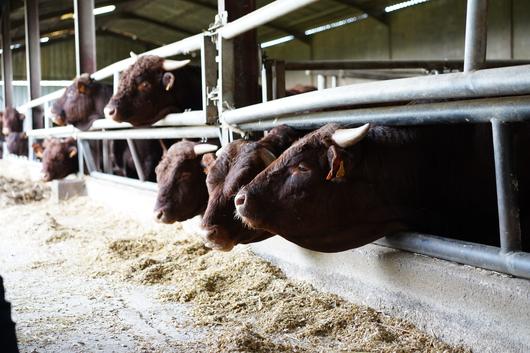 ‘가엑 데 프레리’ 농장의 축사 모습. 진정은씨 제공.