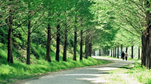 초록빛 ‘메타세쿼이아 터널’