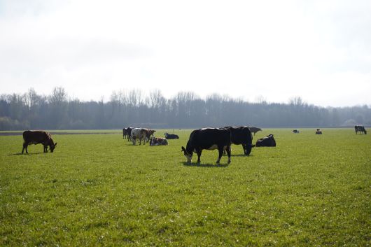 지난 4월 1일(현지시간) 네덜란드 플레볼란트주에 있는 에레스 발몬더르호프 중등직업학교의 초지에서 소들이 풀을 뜯고 있다. 진정은씨 제공