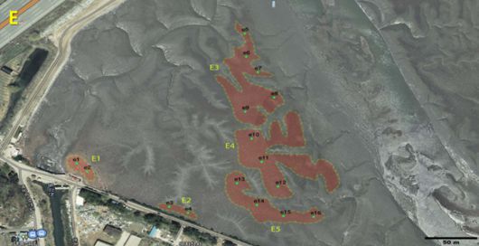 인천 영종해양순환도로 인근 흰발농게 서식지. 인천녹색연합 제공