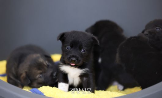 어미 ‘베베’와 함께 구조된 ‘미츄’가 형제들과 어울려 놀고 있다. 마당견들은 중성화가 이루어지지 않은 탓에 갓 태어난 새끼들과 함께 구조되기도 했다.