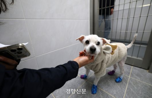 경기 반려마루 견사에 들어온 ‘라온’이 카라 유지우 활동가와 인사를 나누고 있다.