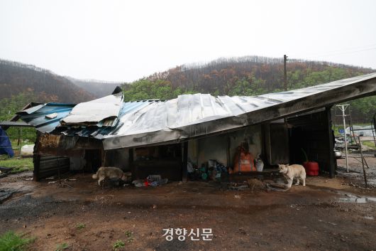 경북 안동시 추목리의 한 마을에 산불로 무너진 창고 앞에 진도믹스견 두 마리가 묶여 있다.