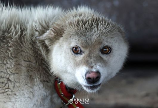 창고에 묶인 진도믹스견 중 한 한마리가 비에 젖은 채 렌즈를 바라보고 있다.