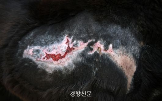 산불 현장에서 구조된 ‘블핑’이의 몸통에 남은 화상 위에 새살이 돋아나고 있다.