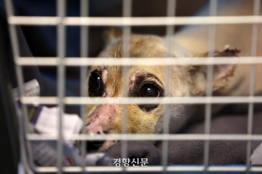 독클래스에서 지내는 ‘봄이’가 켄넬 안에서 휴식을 취하고 있다.