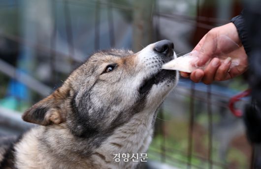 산불 피해를 입은 경북 안동시 고곡리의 한 밭지킴이견이 박정미씨가 내민 닭고기를 허겁지겁 먹고 있다.