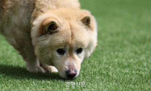 산불 현장에서 구조된 뒤 반려견 훈련소인 ‘독클래스’에서 지내는 ‘똘똘’이는 화기로 인해 시력의 상당 부분이 손실됐다.