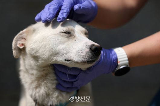 경기 반려마루 훈련사가 ‘하양이’를 쓰다듬고 있다.