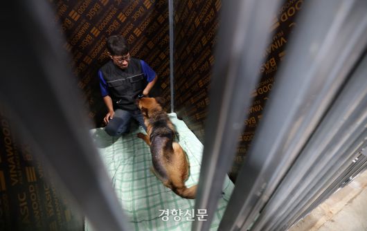 등에 화상을 입은 ‘솁’이 반려견 훈련사와 시간을 보내고 있다.