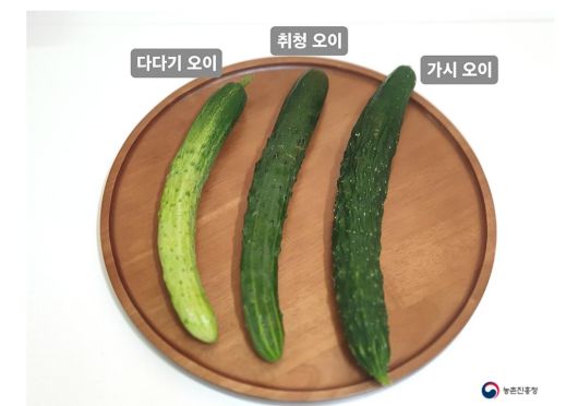 오이의 종류. 출처 농촌진흥청