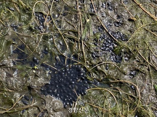 2022년 4월24일 대구 수성구 망월지 수위가 급격히 낮아진 탓에 올챙이들이 폐사 위기에 처해 있다. 백경열 기자