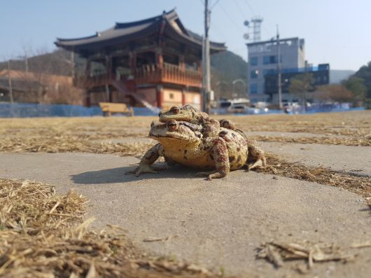 대구 수성구 망월지 인근에서 2023년 3월6일 알을 낳기 위해 두꺼비 한쌍이 저수지로 이동하고 있다. 수성구 제공