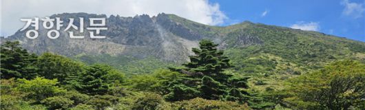 ‘2025 제주 국가유산 방문의 해’ 시즌2에서는 세계유산축전과 맞물려 평소 접근할 수 없었던  한라산 백록샘, 구상나무 대표목, 거문오름 비공개 동굴이 일반에 공개된다. 구상나무 대표목. 제주도 제공