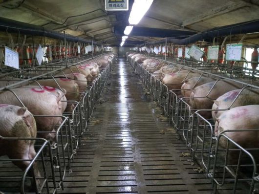 임신한 어미 돼지를 스톨에 사육하고 있는 현장. 동물복지연구소 어웨어 제공