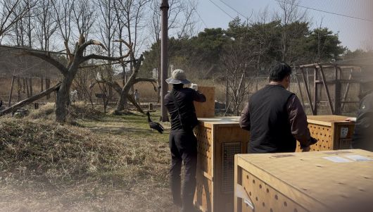 국립생태원 직원들이 산불을 피해 멸종위기종복원센터 내 동식물들을 긴급 대피시키고 있다. 국립생태원 제공