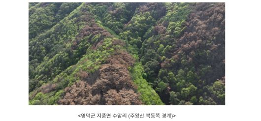 활엽수 비율이 65%에 달하는 주왕산국립공원 북동쪽 경계 지역. 산불 피해가 상대적으로 적었다. 그린피스 제공