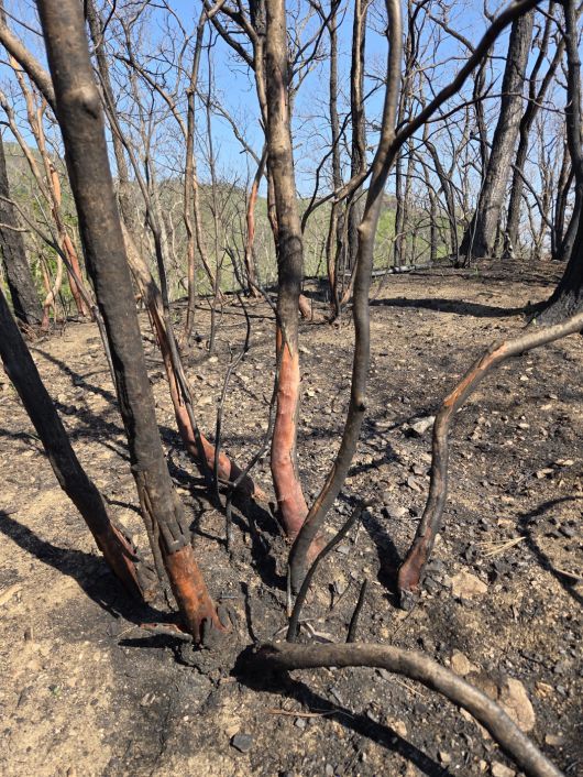 우동걸 박사가 산불 피해 지역을 조사하며 마주한 나무. 이번 산불로 수 많은 야생동물이 서식지를 잃었다. 우동걸 박사 제공