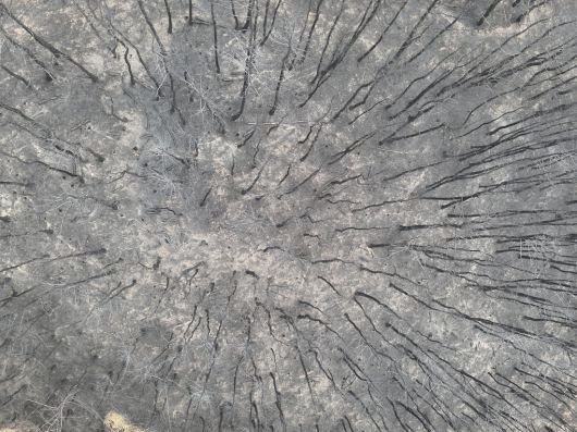 산불 피해 현장 사진. 우동걸 박사 제공