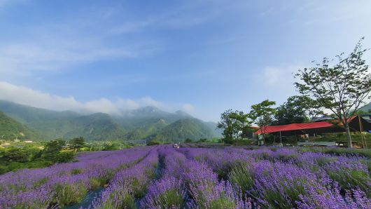 라벤더 향은 불안과 스트레스를 완화하고 기분을 안정시키는 효과가 있어 방문객들은 자연 속에서 명상과 산책을 함께 즐기며 마음의 평화를 경험할 수 있다. 양원라벤더 제공