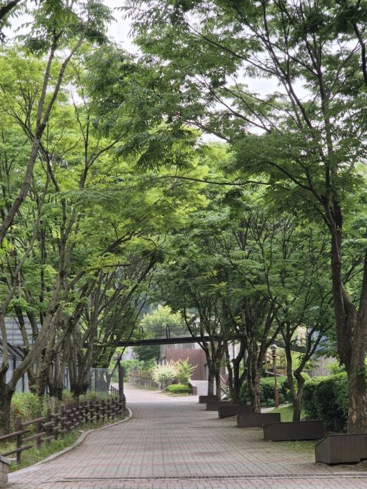 촘촘한 잎으로 여름이면 초록의 터널을 만들어내는 느티나무들. 청주동물원 김정호 제공