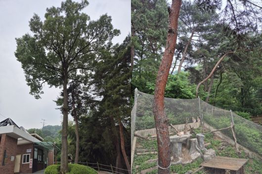 정문 매표소앞 상수리나무와 스라소니사 소나무숲. 청주동물원 김정호 제공