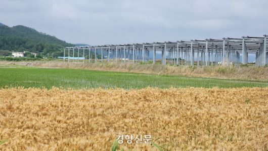 지난 6월 10일 전남 영광 염산면 월평마을의 간척지 논에 1㎿ 규모의 영농형 태양광이 설치돼 있다. 시설 아래에서는 벼농사를, 위에서는 햇빛농사를 한다. 마을 주민 모두가 참여한 월평햇빛발전협동조합이 투자한 시설이다. 이재덕 기자